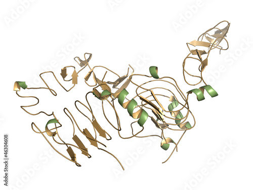 Human Epidermal Growth Factor Receptor 2 (Her2, Neu, CD340) photo