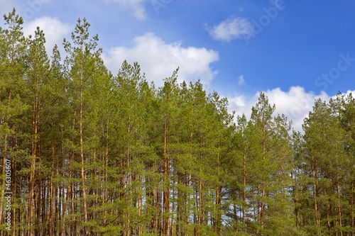 pine tree forest wall