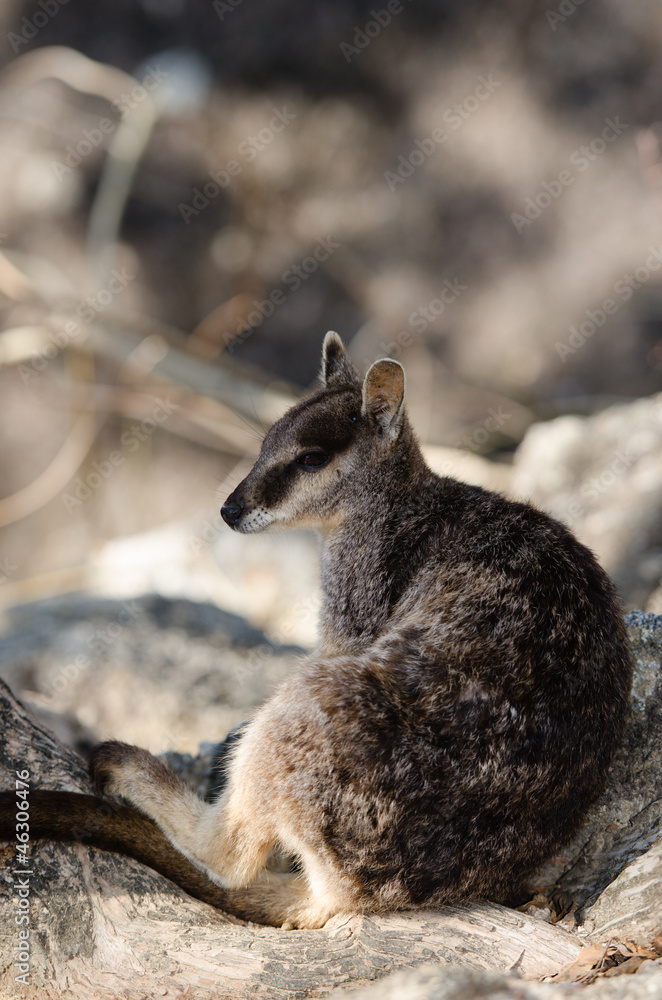 Naklejka premium ロックワラビー