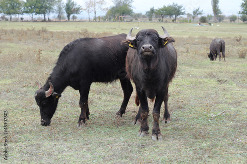 anatolian water buffalos