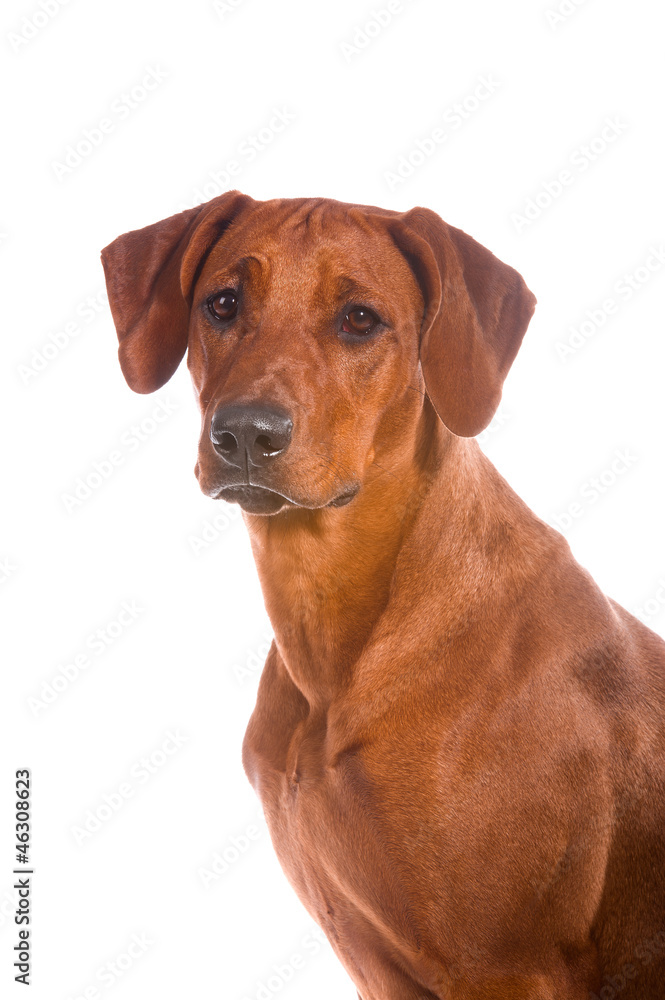 Rhodesian ridgeback dog puppy isolated studio shot Rhodesian ridgeback dog puppy isolated studio shot