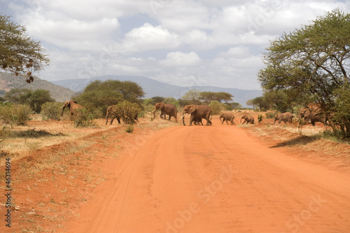 Elephants are crossing the street