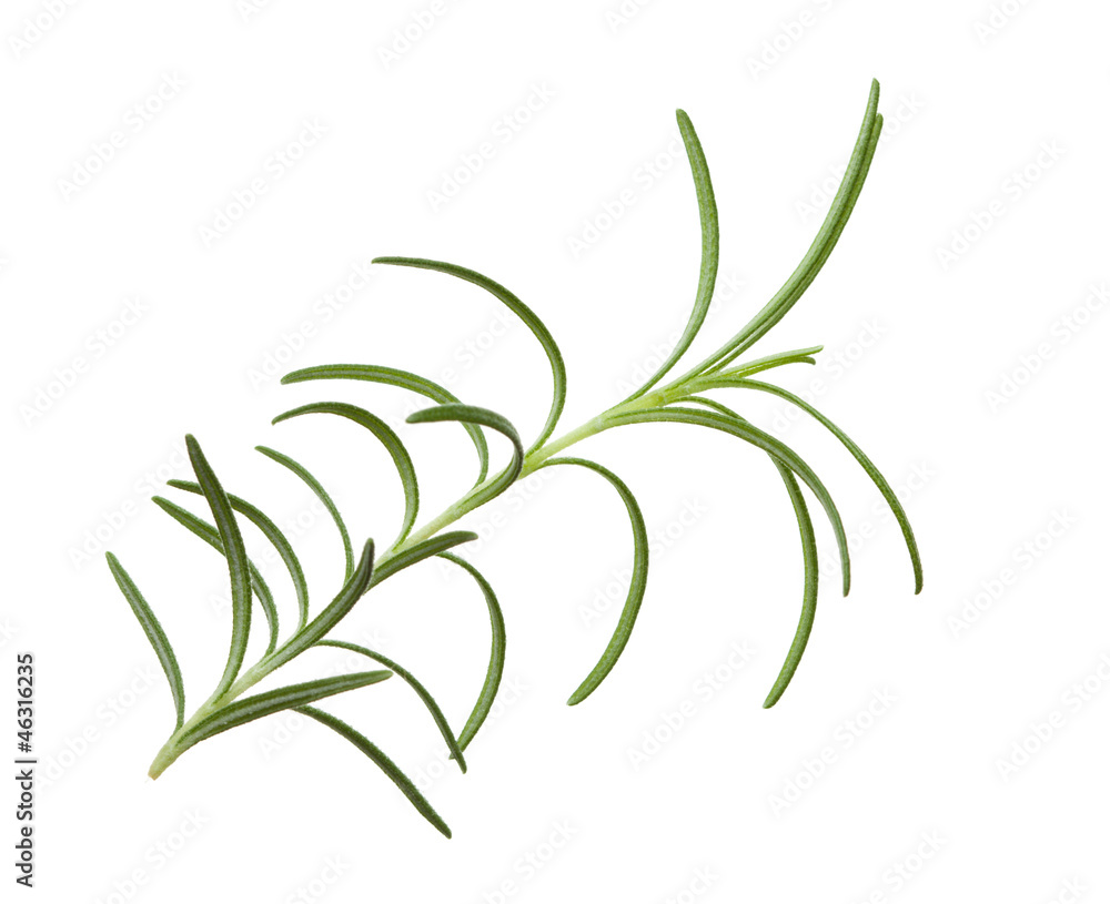 Fototapeta premium Macro of rosemary leaf