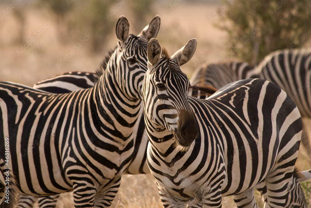 Naklejka premium Zebra