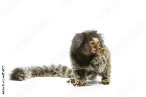 Fototapeta Naklejka Na Ścianę i Meble -  Marmoset Monkey