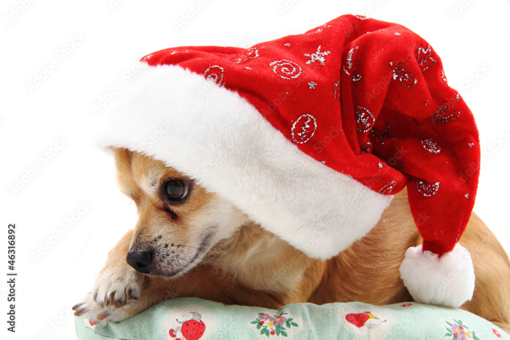 small chihuahua and christmas isolated