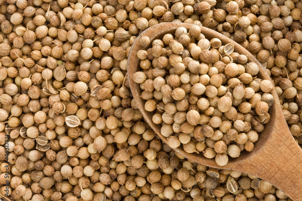 Coriander spices and spoon Coriander spices and spoon