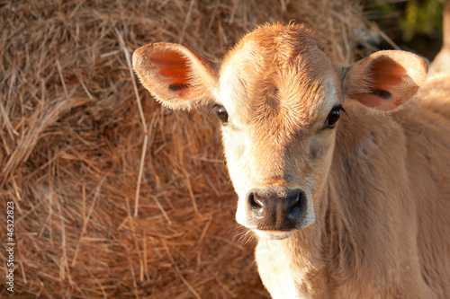 Friesen dairy cow calf