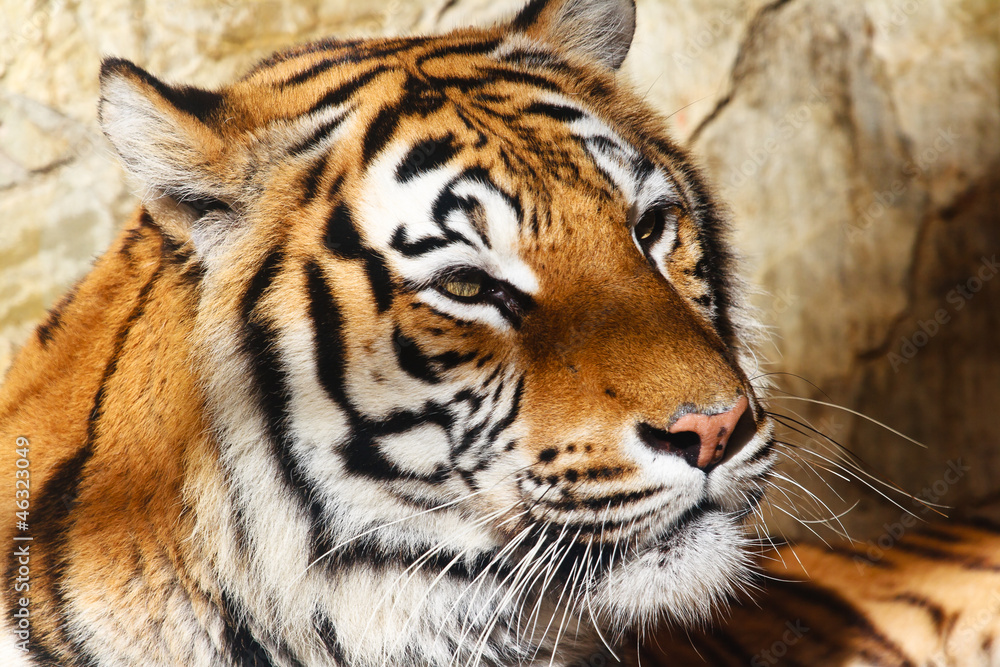 Bengal tiger Bengal tiger