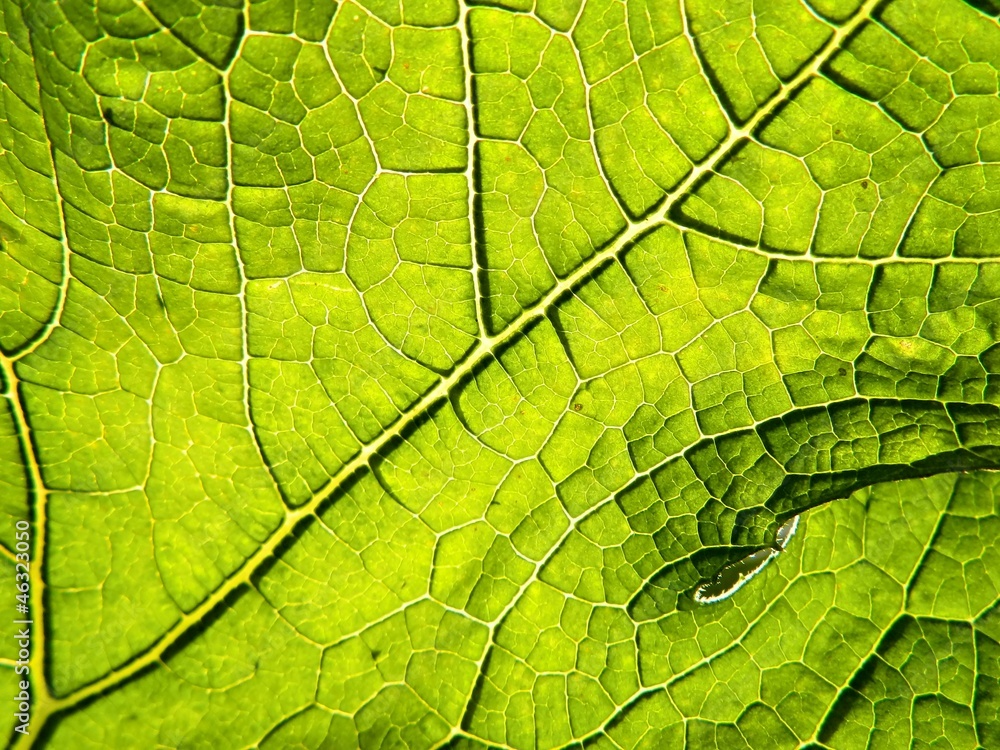 Obraz premium Green leaf background texture