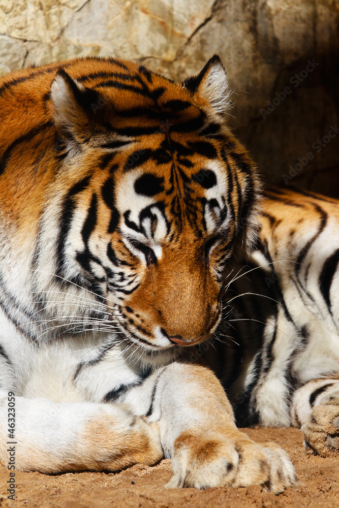 Fototapeta premium Bengal tiger