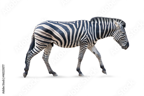 Zebra male - white background