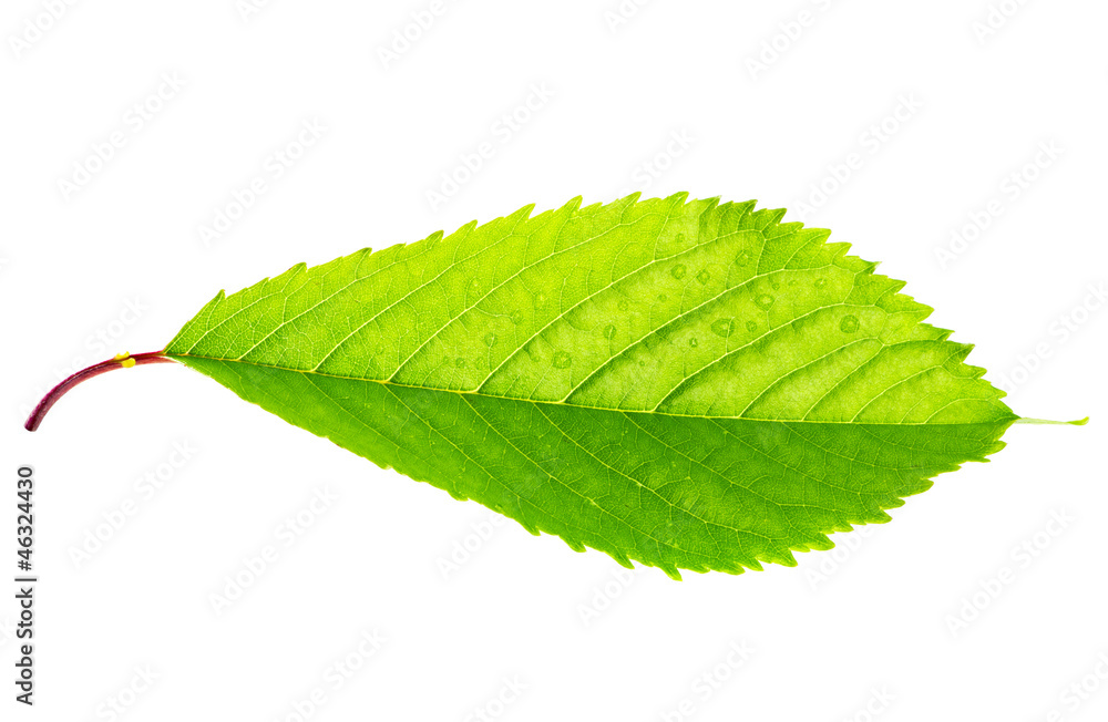 Fototapeta premium Bright green leaf isolated on white background