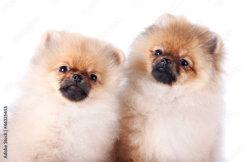 Portrait of two puppies of a spitz-dog