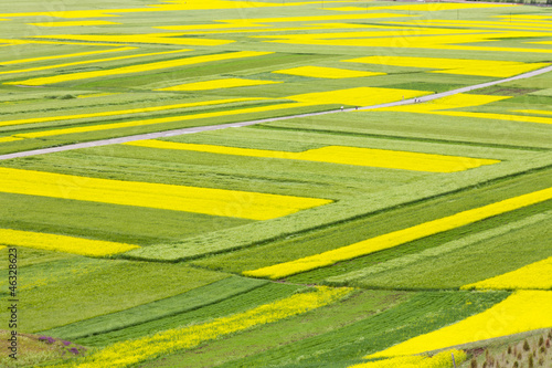 green and yellow field