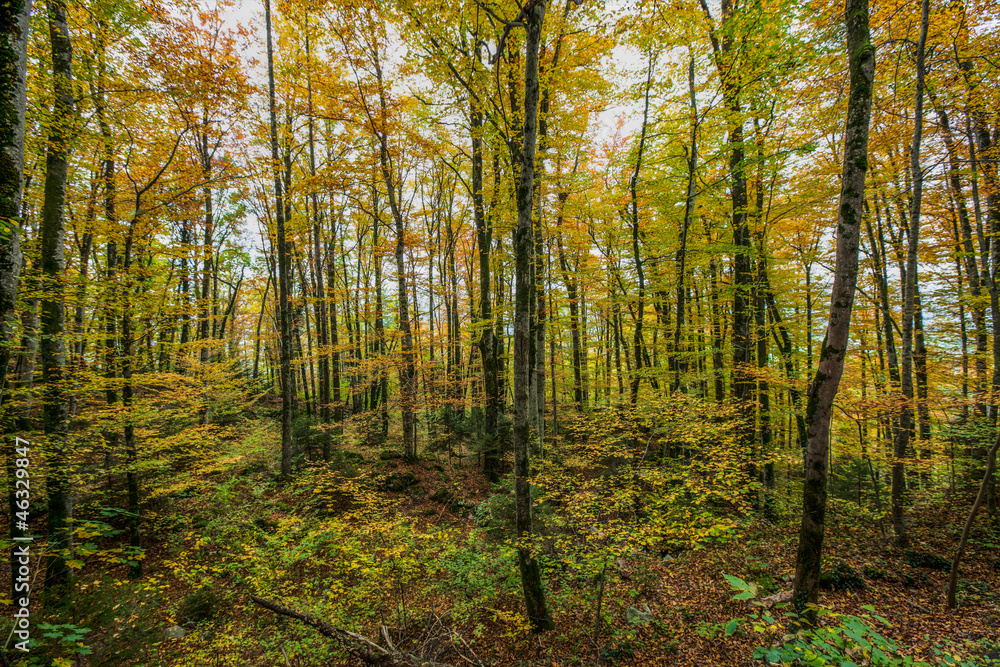 Autumn Forest Autumn Forest