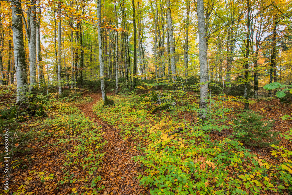 Autumn Forest Autumn Forest