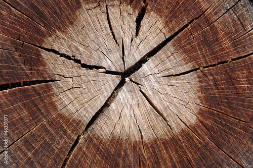Cracked tree cross-section