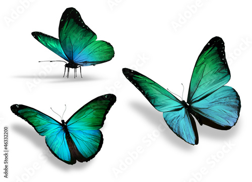 Three turquoise butterfly, isolated on white background © suns07butterfly