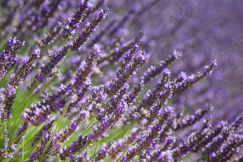 Lavendel in voller Bl  te