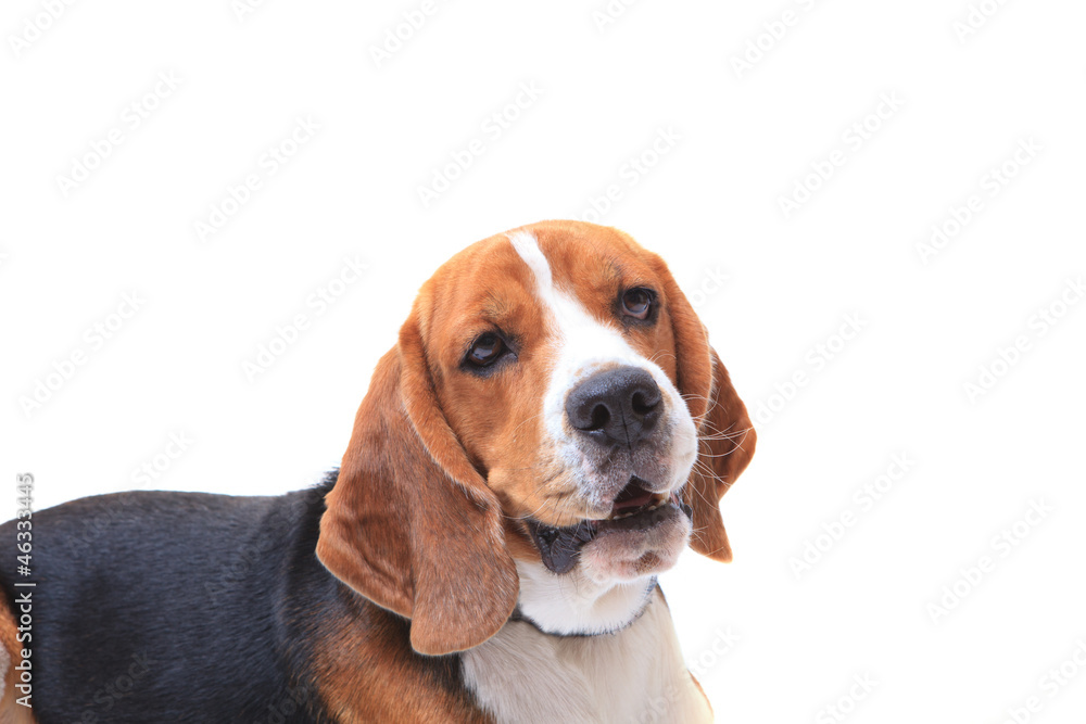 beagle dog on white background 