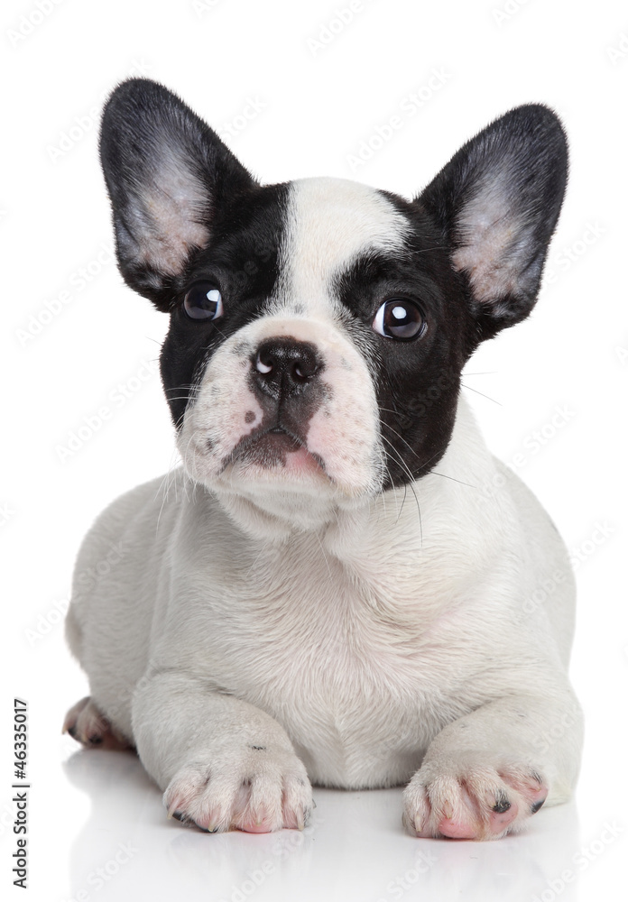 French bulldog puppy lying on a white background