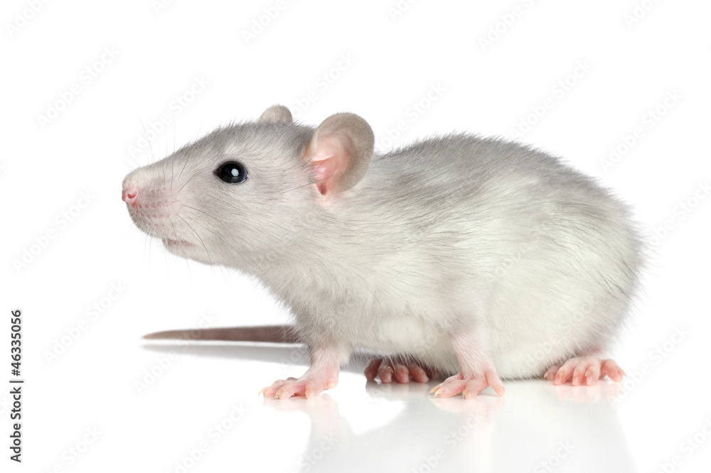 Rat on a white background Rat on a white background