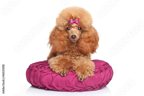 Fototapeta Naklejka Na Ścianę i Meble -  Toy poodle puppy lying on pillow