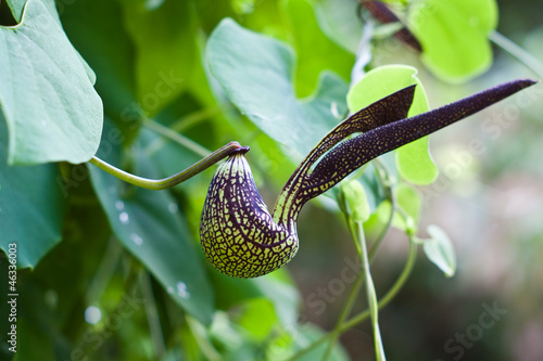 Fotografia gaping dutchman's pipe flower  (Aristolochia ringens Vahl.)