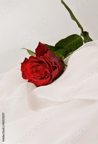 red rose