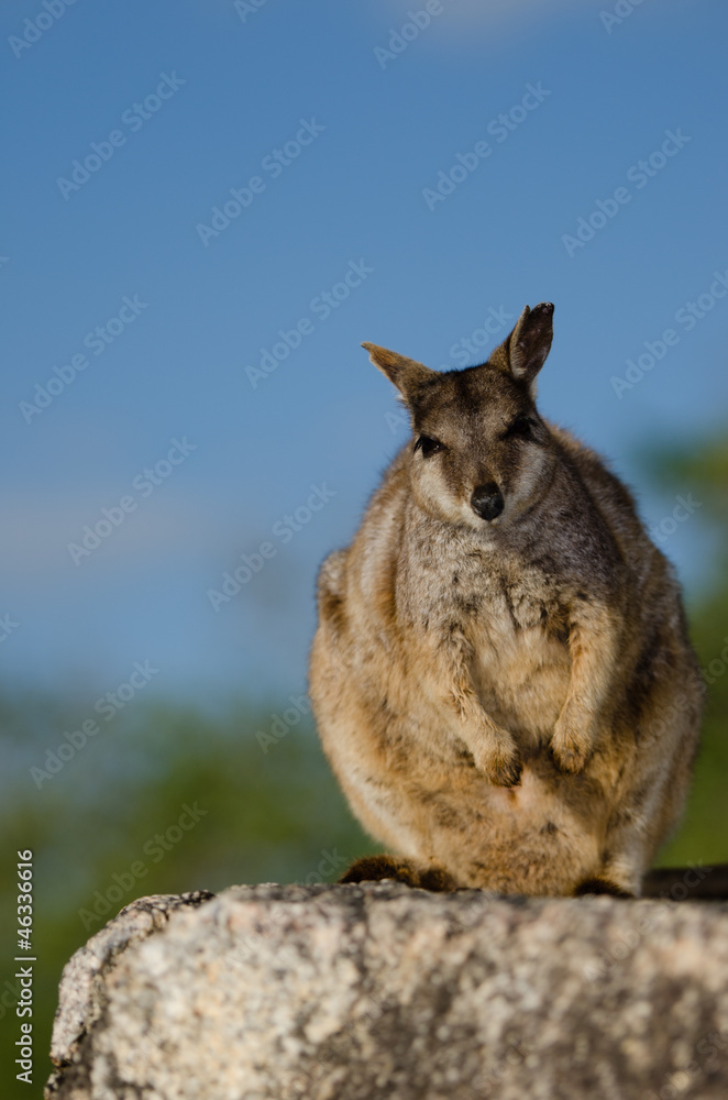 Naklejka premium ロックワラビー