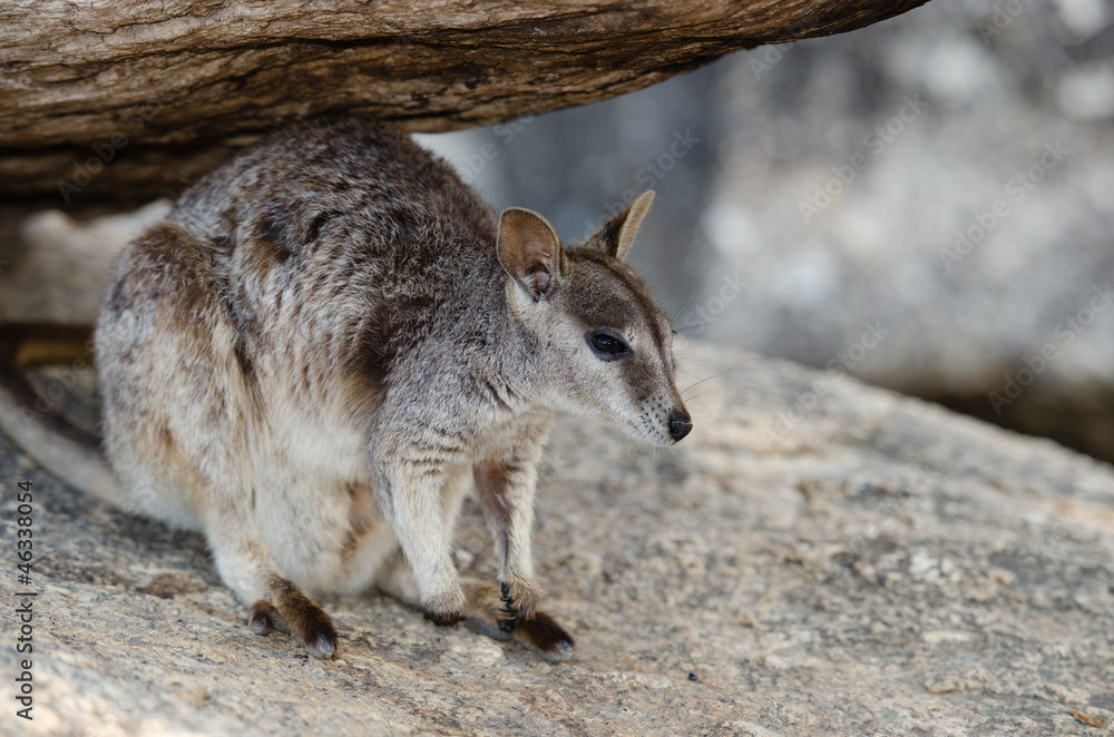 Fototapeta premium ロックワラビー