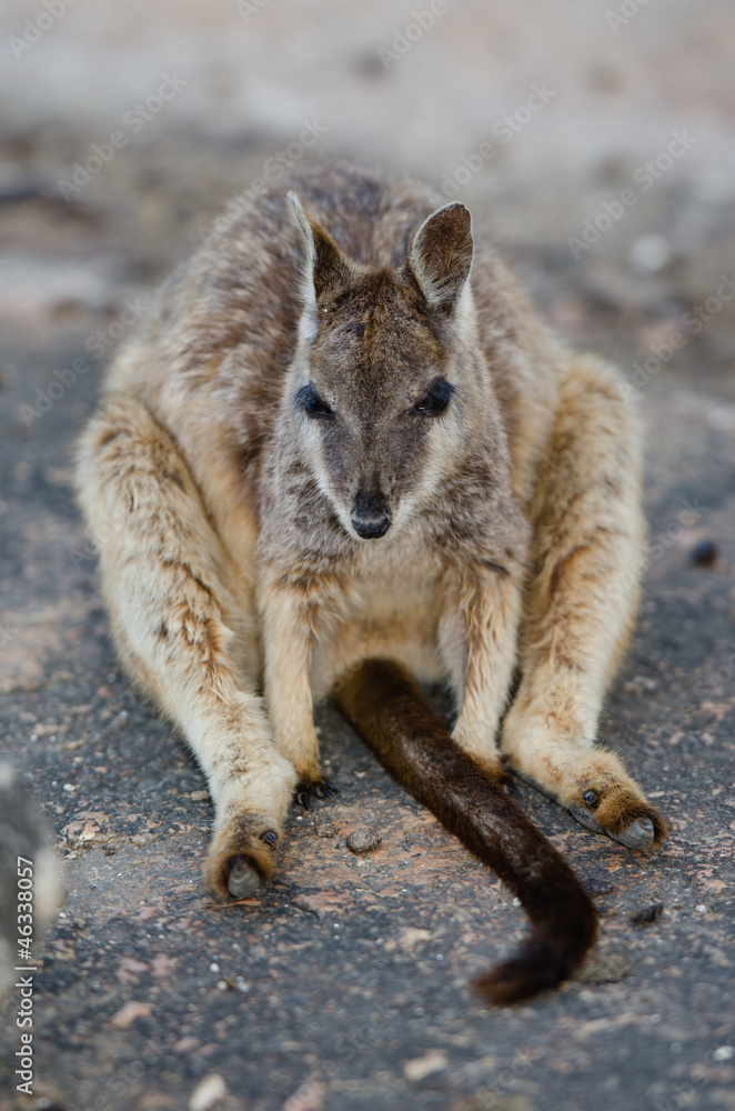 Fototapeta premium ロックワラビー