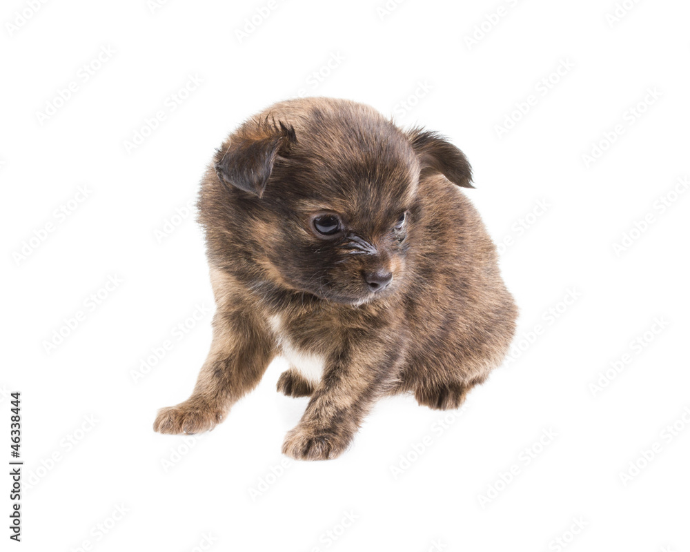 Funny puppy Chihuahua poses on a white background Funny puppy Chihuahua poses on a white background