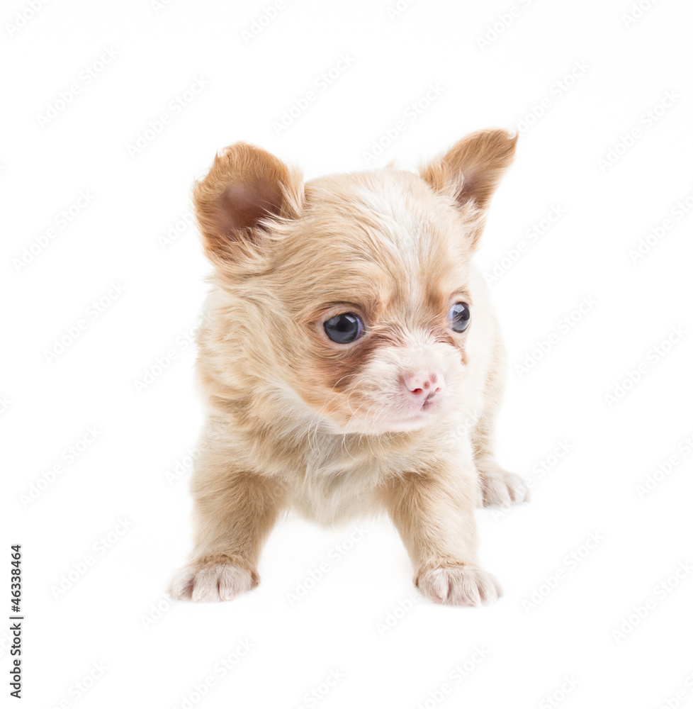 Funny puppy Chihuahua poses on a white background Funny puppy Chihuahua poses on a white background
