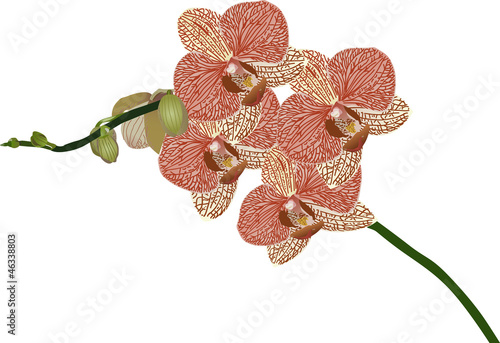 red orchid flower branch illustration