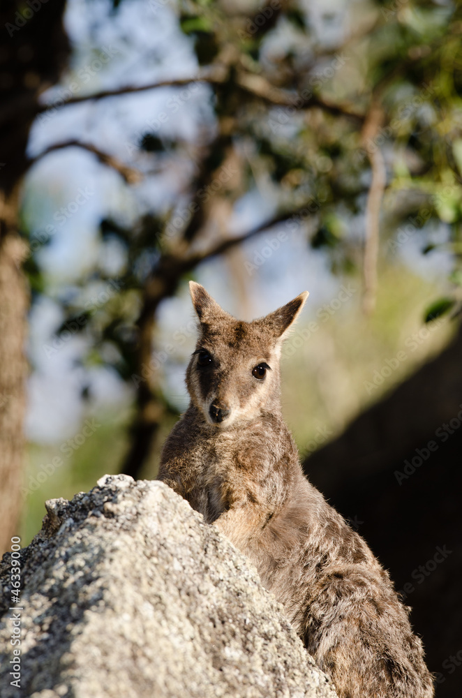 Fototapeta premium ロックワラビー