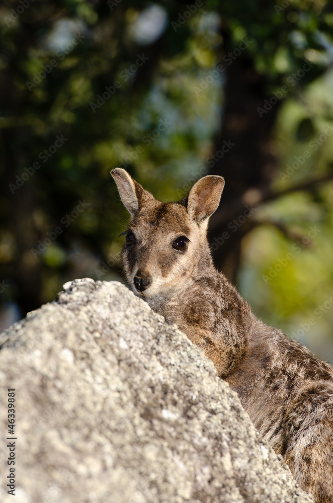 Fototapeta premium ロックワラビー
