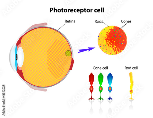 Retina. Rod cells and cone cells. Vector photo