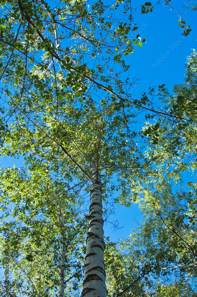 Fototapeta premium birch leaves