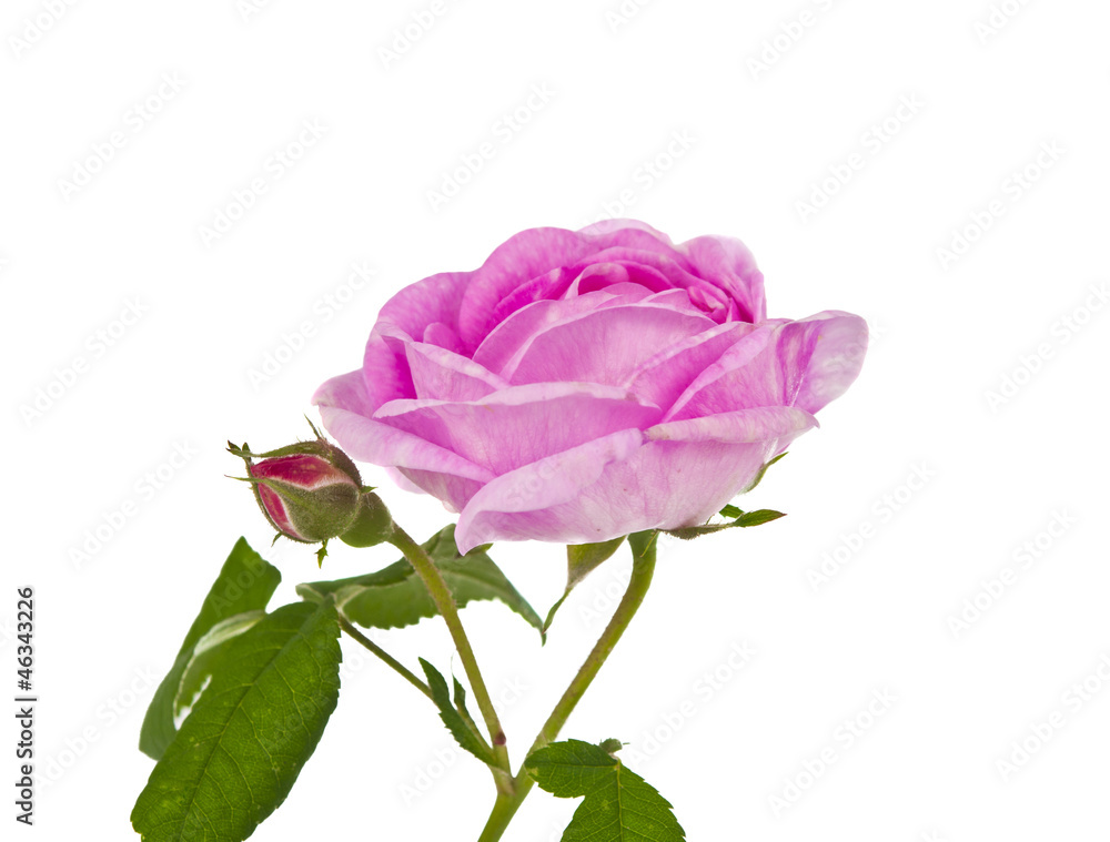Fototapeta premium Tea pink rose isolated