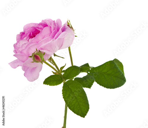 Tea pink rose isolated