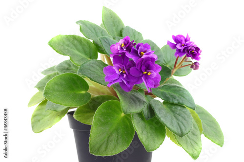 Violet houseplant