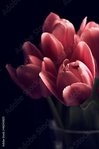 Fototapeta Naklejka Na Ścianę i Meble -  Bouquet of tulips; close up