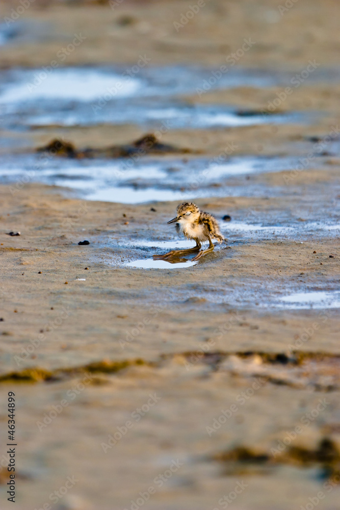Black-Winged Stilt