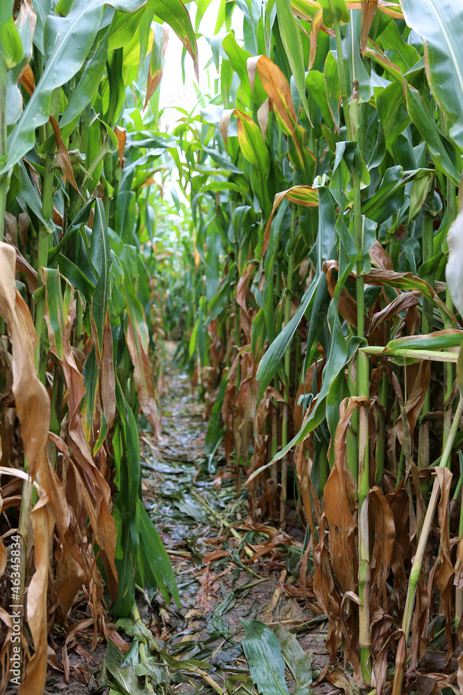 Obraz premium Maislabyrinth