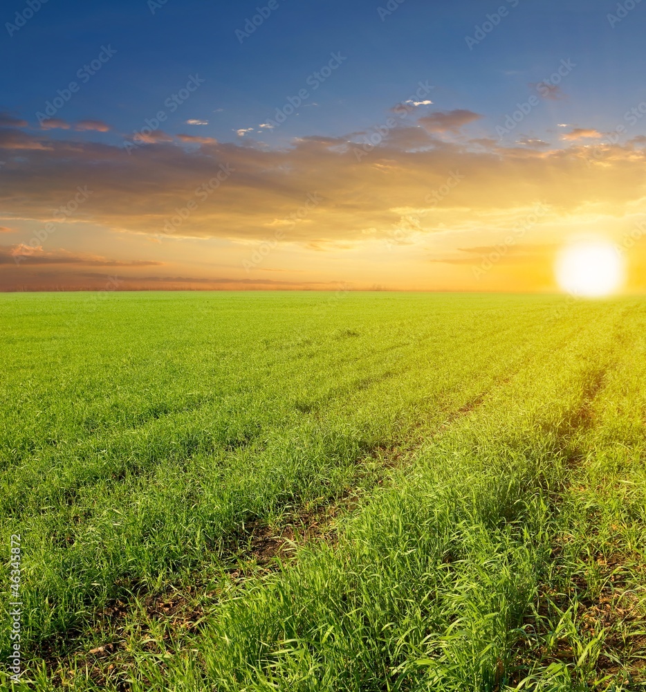 sunset among a fields