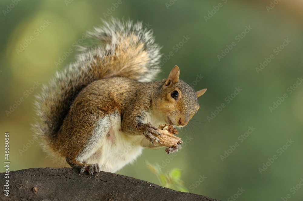 Obraz premium Scoiattolo