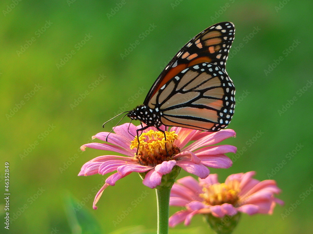 monarch on zinnia