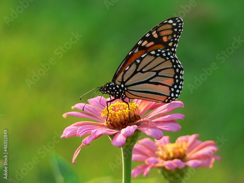 monarch on zinnia © chiptape